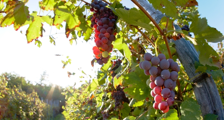 ぶどう果実自体の価値