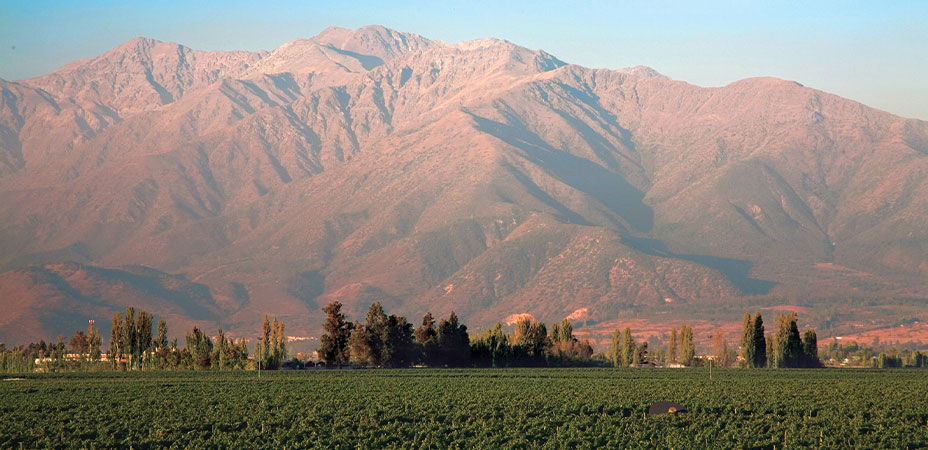 アルマヴィーヴァのぶどう畑